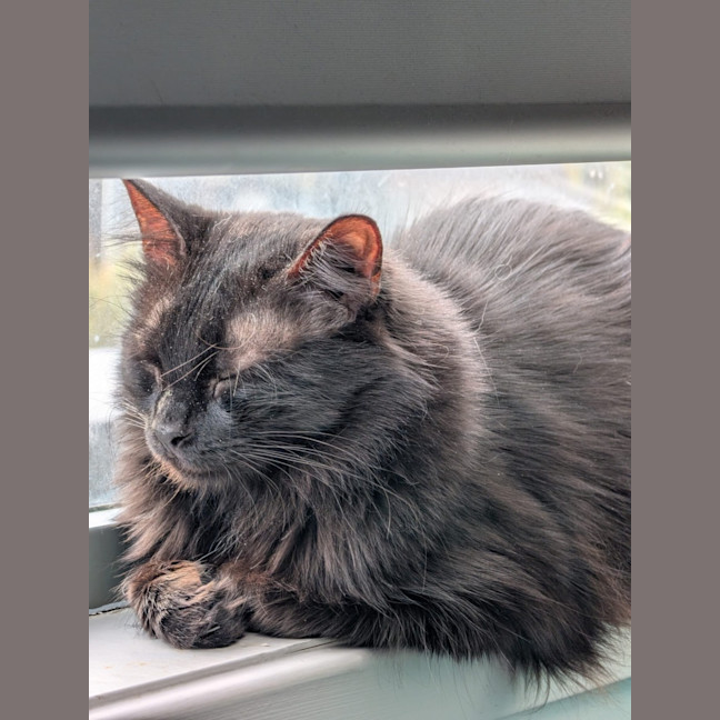 Photo of Sumi
