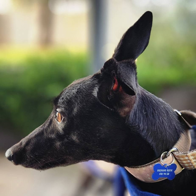 Photo of Chiquita