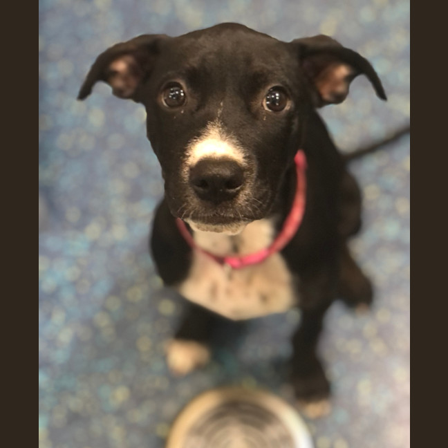 Photo of Violet