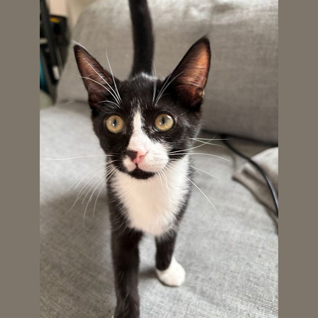 Photo of 🤍 Momo 🖤