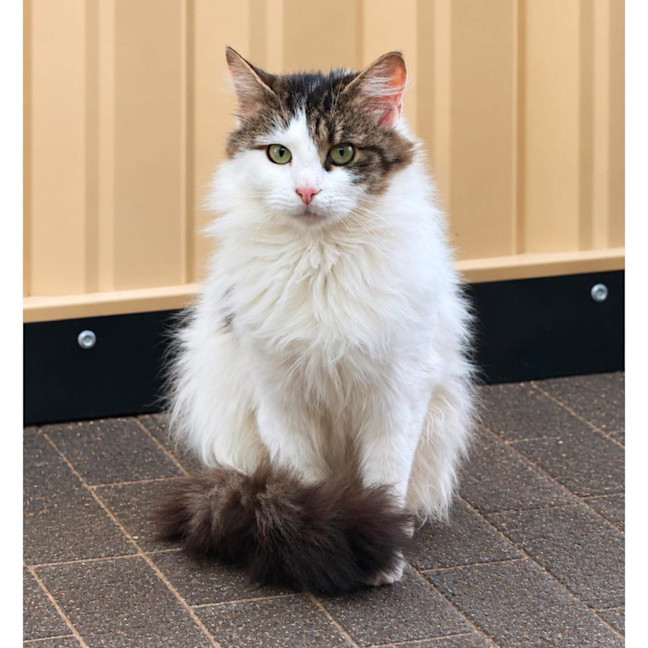 Photo of 13786   Mama Muffin