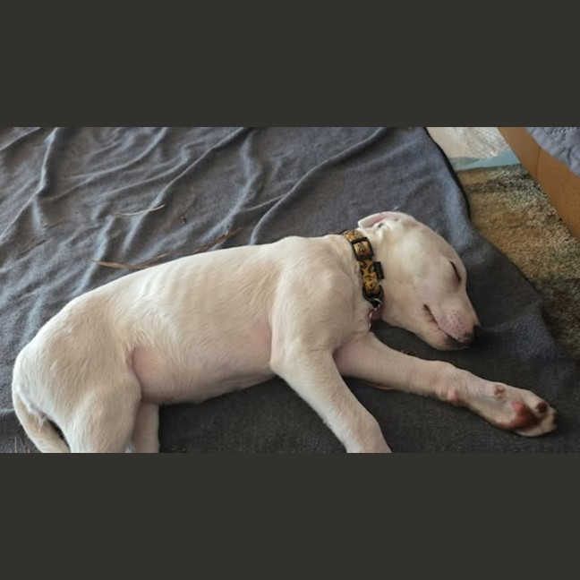 Photo of Casper