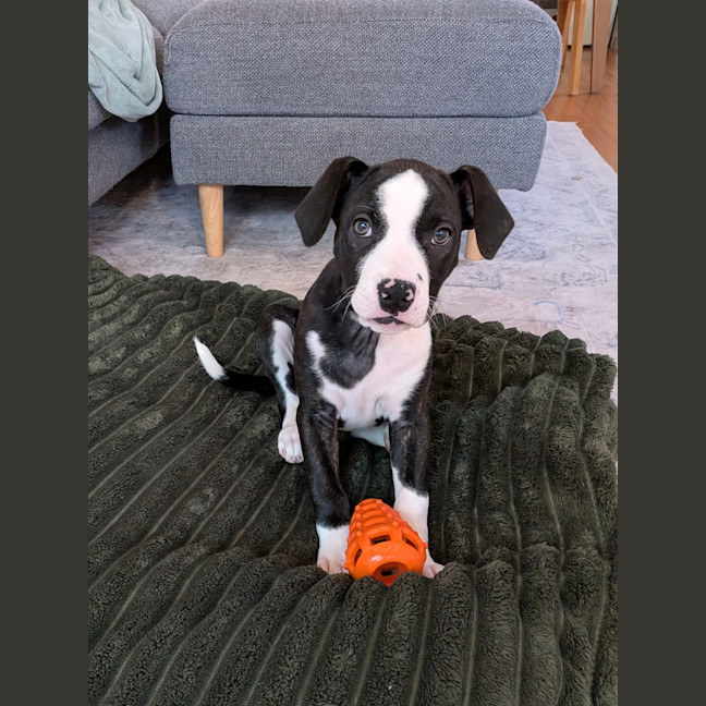 Photo of Lyra