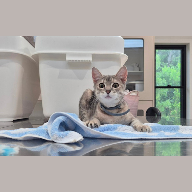 Photo of Rain (8959)