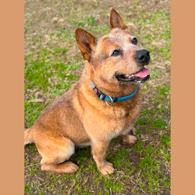 Photo of Buster