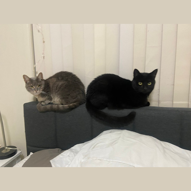 Photo of Salem
