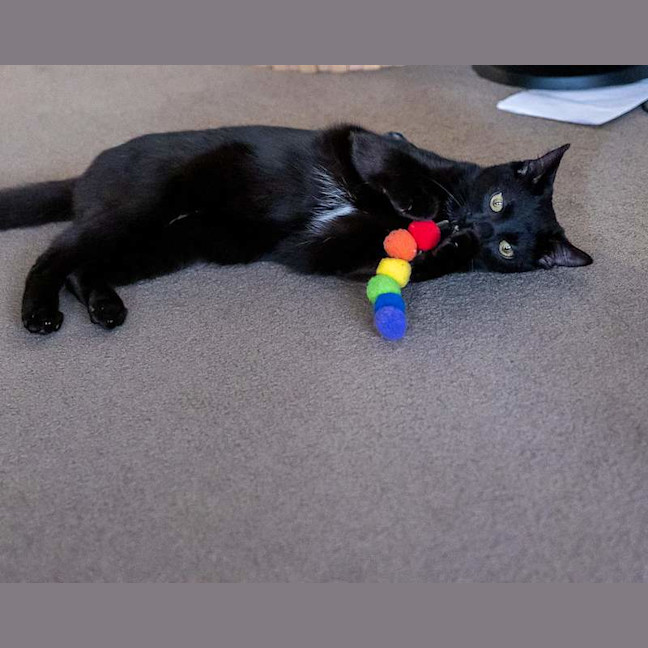Photo of Olive