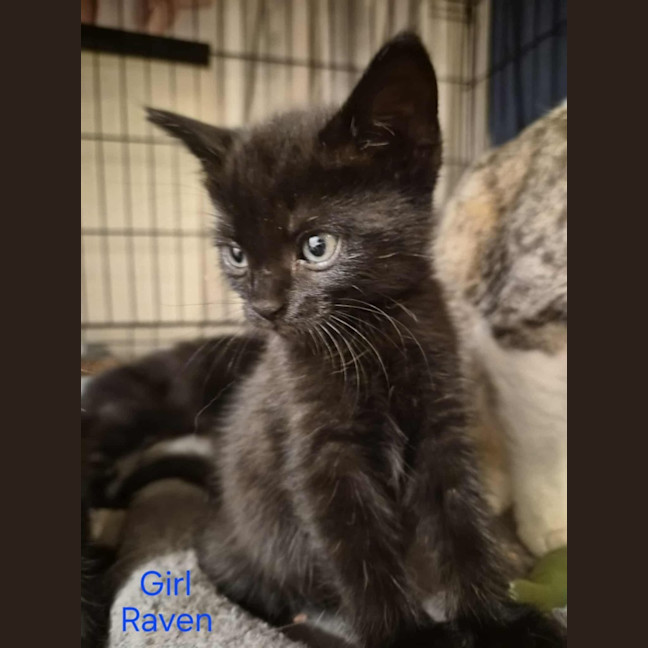Photo of Raven