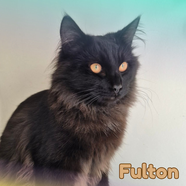 Photo of 🔥 Fulton 🔥