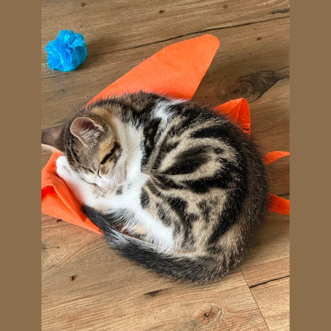 Photo of Herb Meet Me@Petstock Keysborough Store