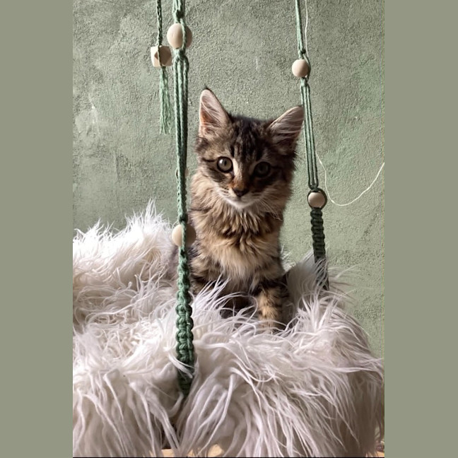 Photo of Elvie