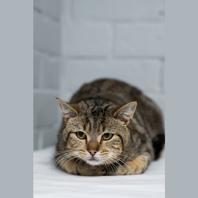 Photo of Loaf