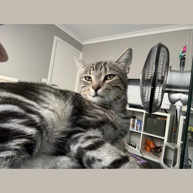 Photo of Finn