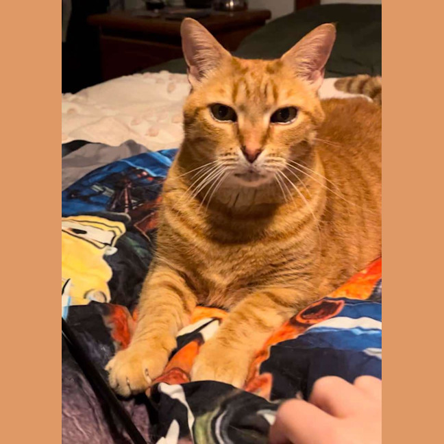 Photo of Cosmos/Garfield 