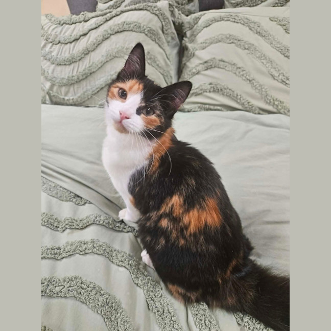 Photo of Caramel Fusion 
