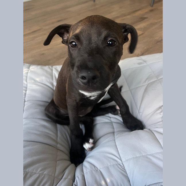 Photo of Lady 