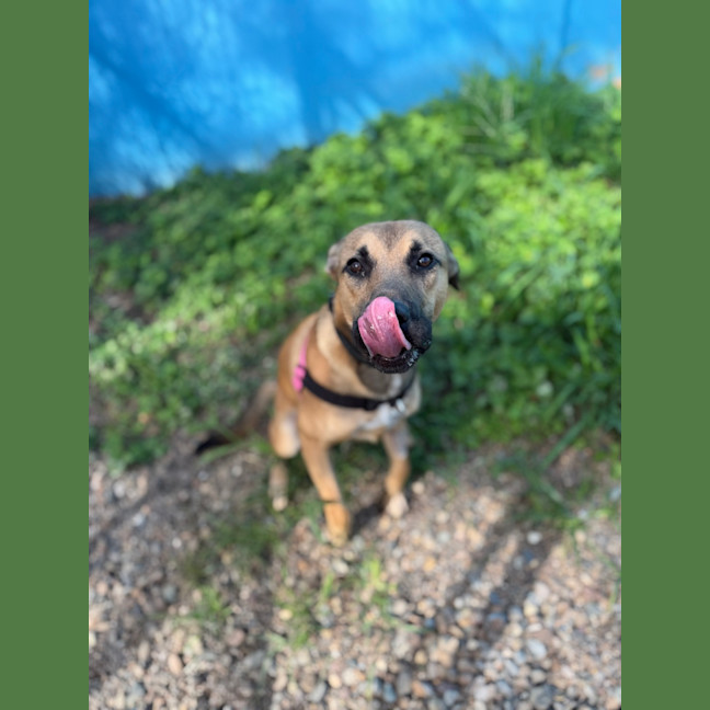 Photo of Peanut