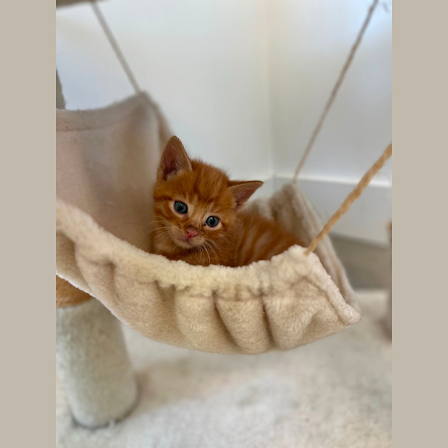Photo of Ginger Kitten 1