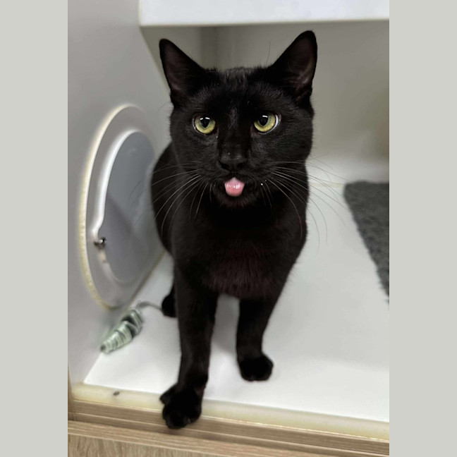 Photo of 🌱 Pusheen 6342 🌱