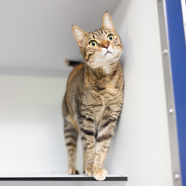 Photo of Nala