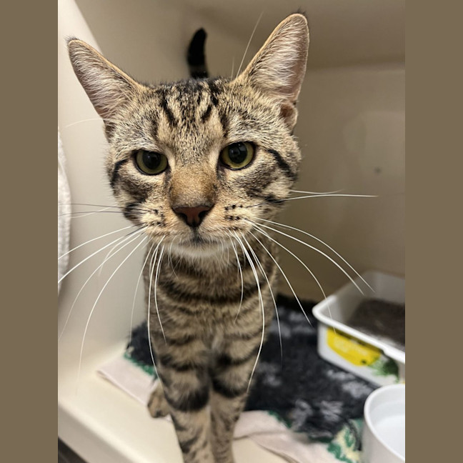 Photo of Mervin   Now At Pet Quarters Rutherford 