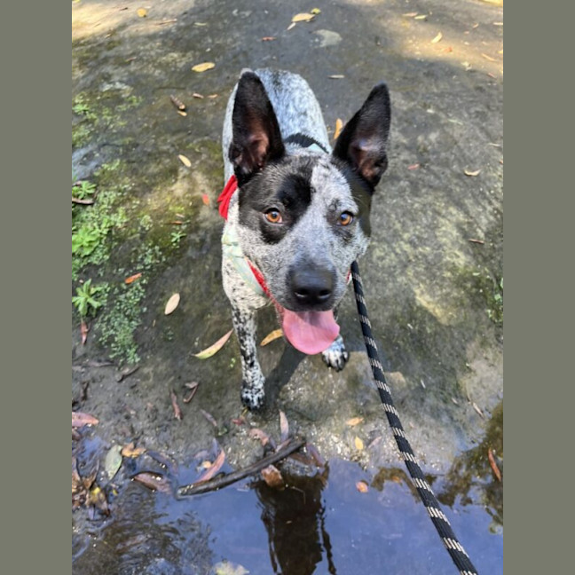 Photo of Buddy