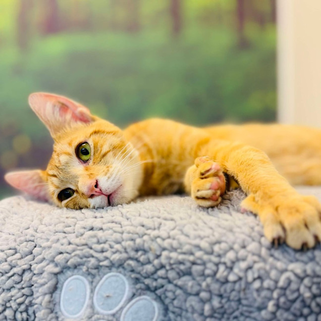 Photo of Scout   Located In Preston