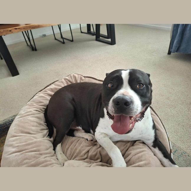 Photo of Zeus   5 Year Old Staffy X