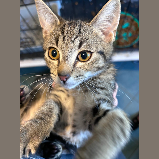 Photo of Spencer 🐱 