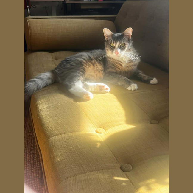 Photo of Clover * 9 Lives Project Rescue*