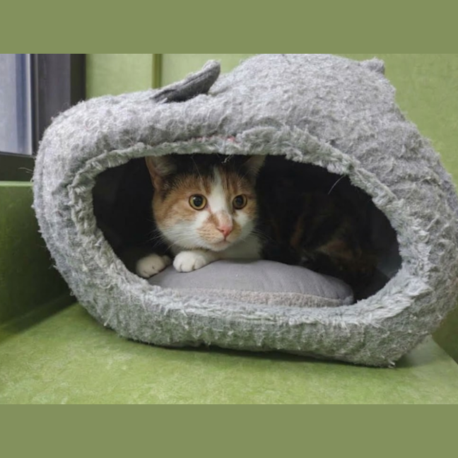 Photo of Miche
