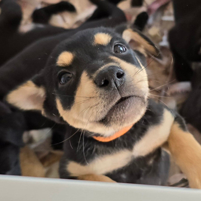 Photo of Gonzo The Great