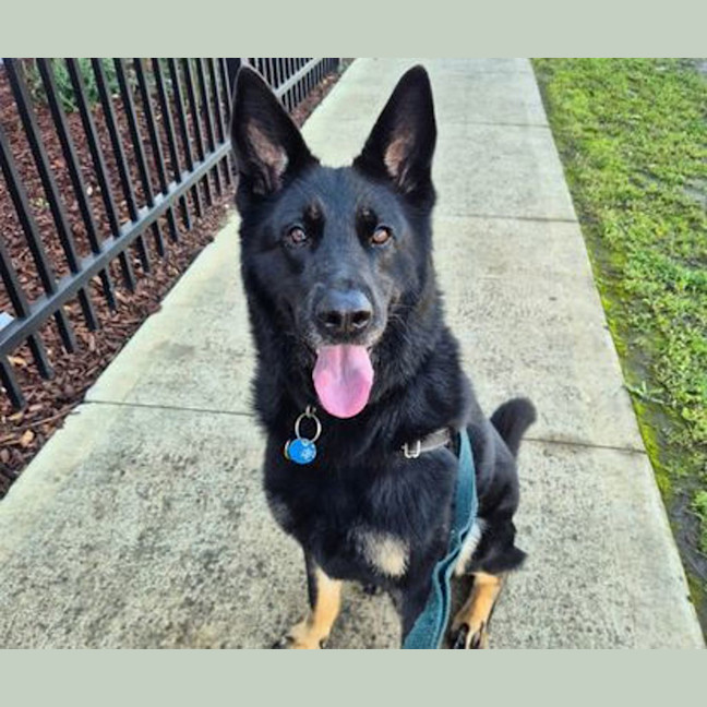 Photo of Rover