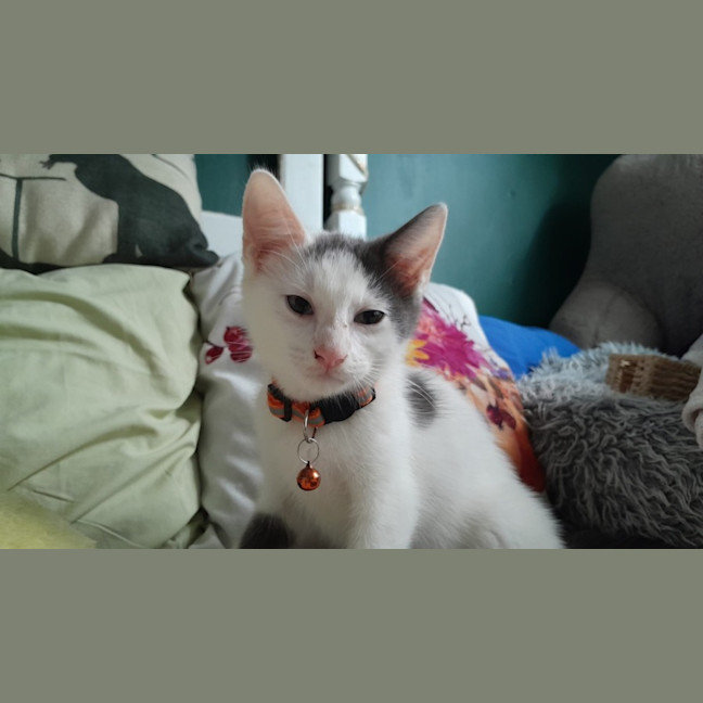 Photo of Oliver