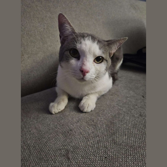 Photo of Hyperion