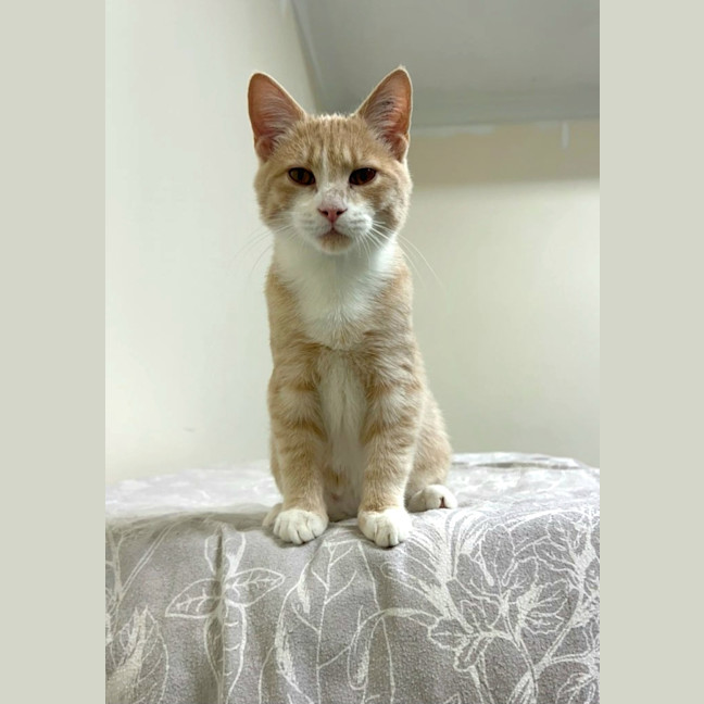 Photo of Creamy Alfredo