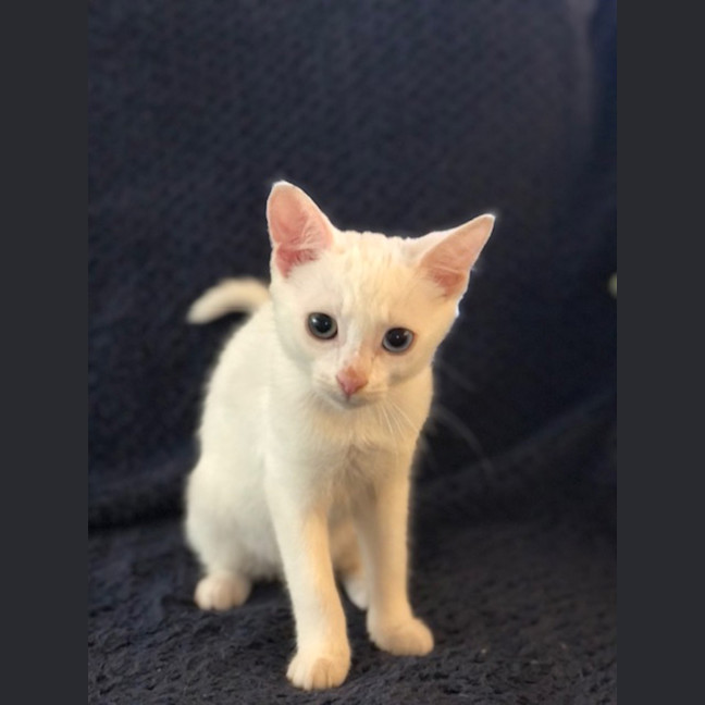 Photo of Peanut Butter