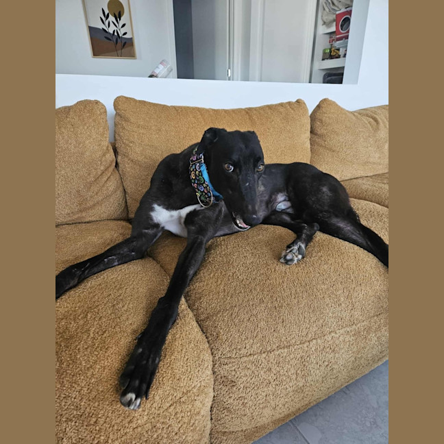 Photo of Basil The Greyhound