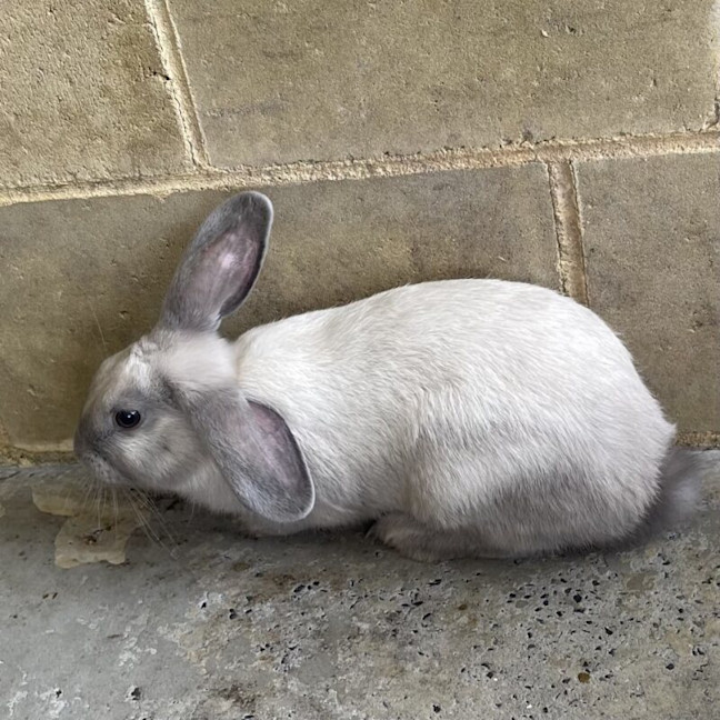 Photo of Dandy