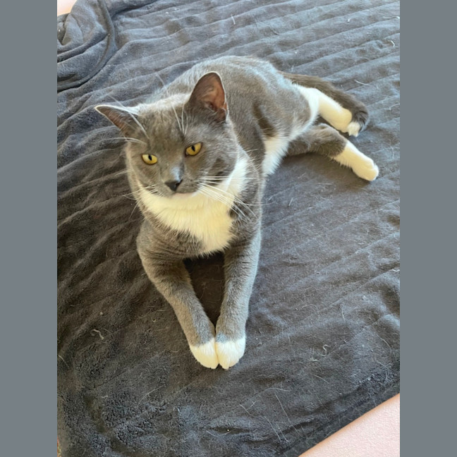 Photo of Winston And Nocturnal 