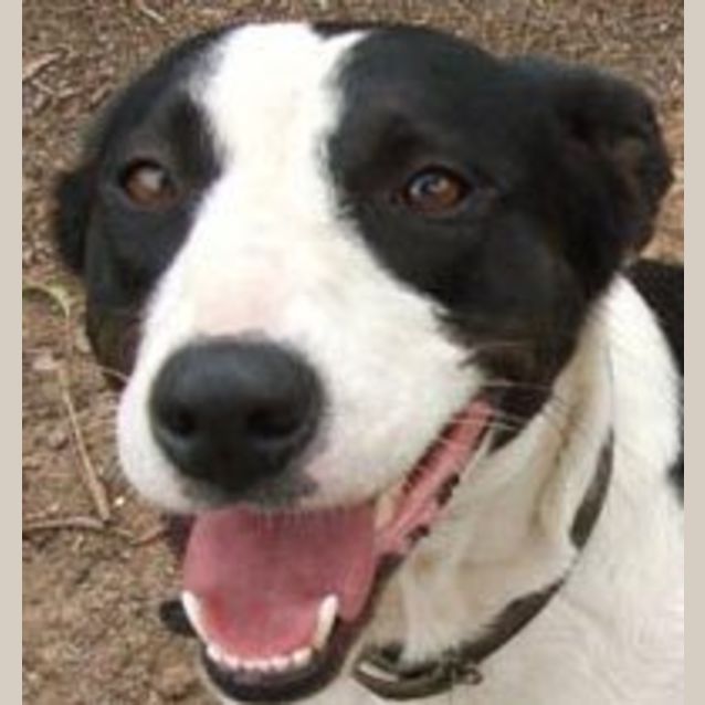 Jill - Medium Female Border Collie Short Haired Dog in NSW - PetRescue