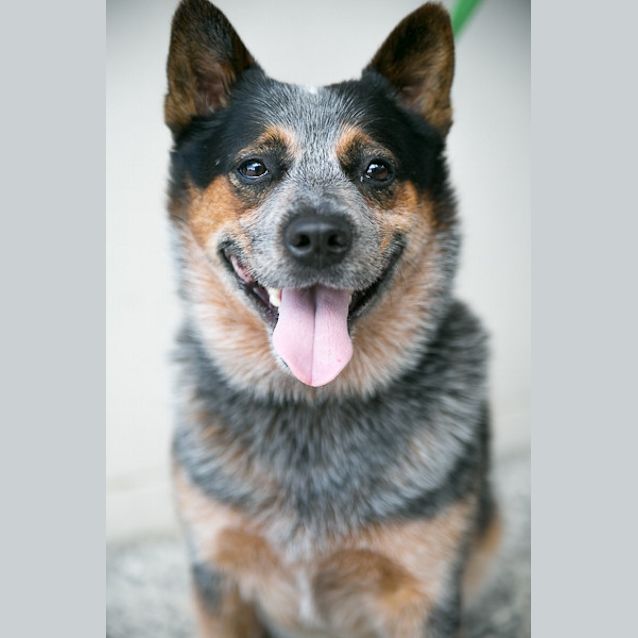 Jack - Medium Male Australian Cattledog Dog in QLD - PetRescue