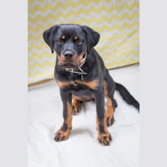 Sophie - Large Female Rottweiler x Schnauzer, Standard Mix Dog in NSW -  PetRescue