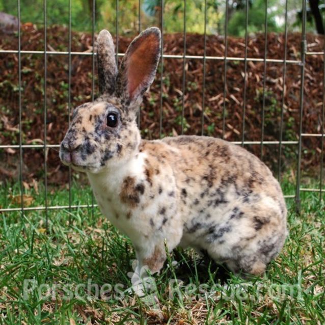 Lenny - Male Mini Rex Rabbit in NSW - PetRescue