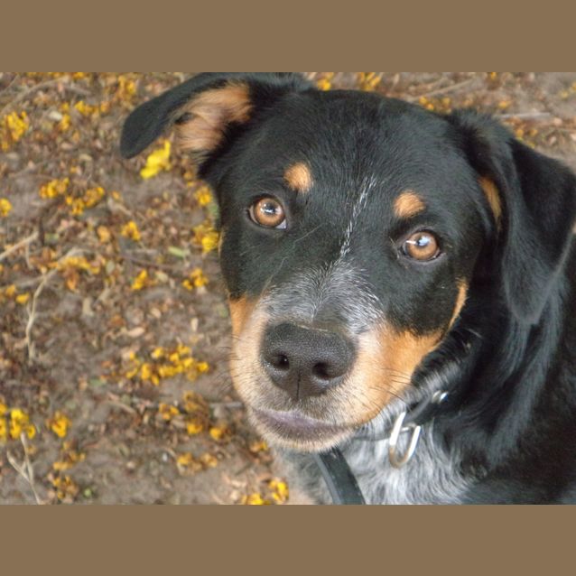 Rufus - Small Male Rottweiler x Smithfield Cattle Dog Mix Dog in QLD -  PetRescue