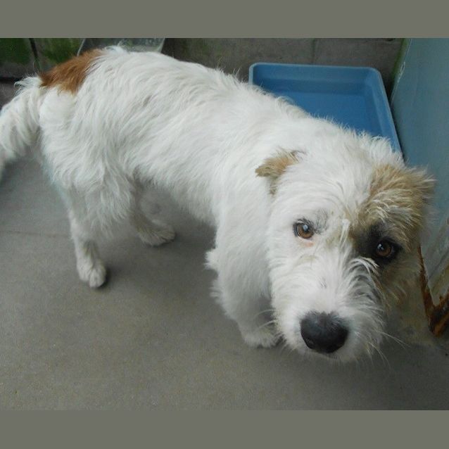 Bill - Medium Male Australian Cattle Dog x Wirehaired Fox Terrier Mix Dog  in QLD - PetRescue