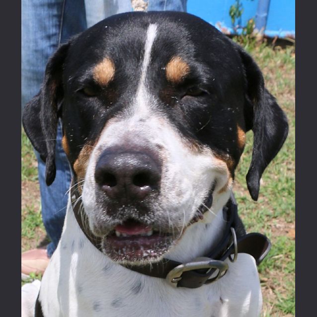 Chief - Large Male Rottweiler x English Pointer Mix Dog in QLD - PetRescue