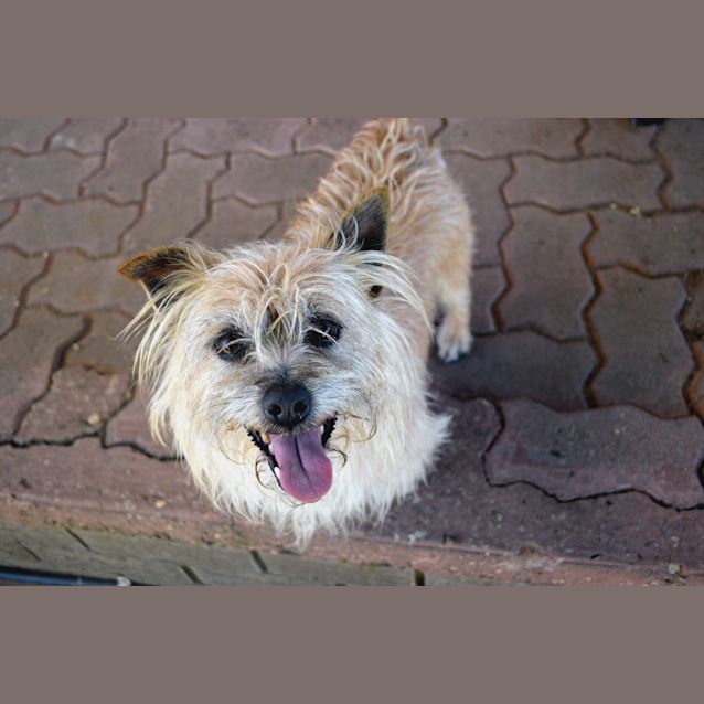 Max - Small Male Jack Terrier x Norfolk Terrier Mix Dog in NSW - PetRescue