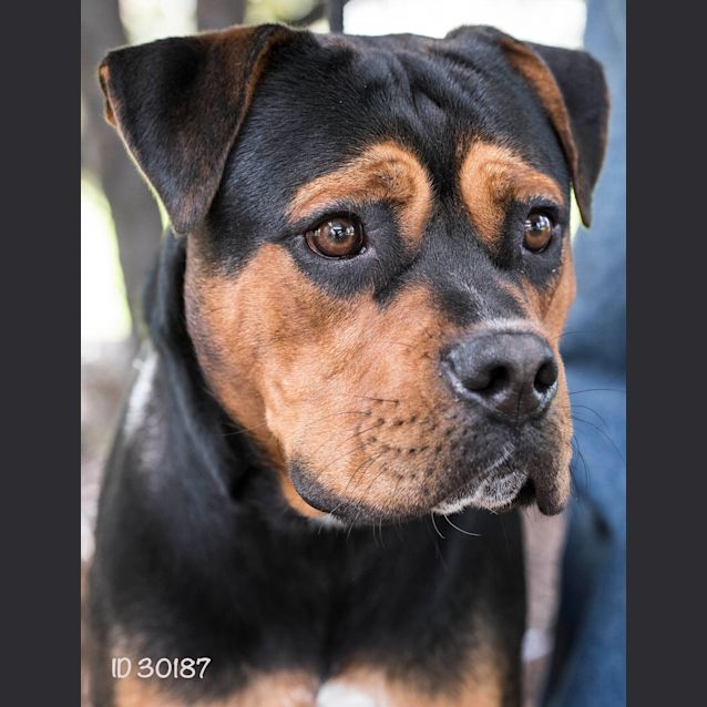 jeg læser en bog universitetsstuderende Knogle ID30187 - Large Male Boxer x Rottweiler Mix Dog in VIC - PetRescue