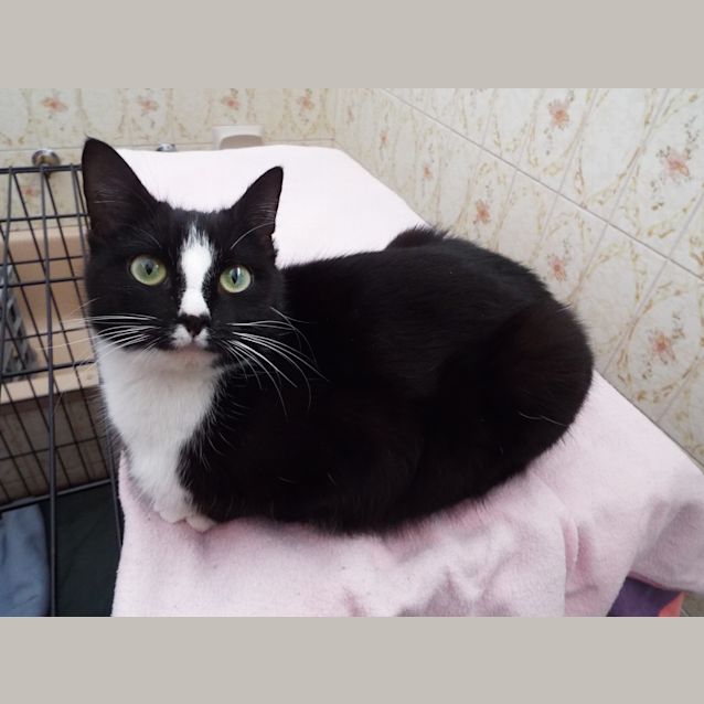 Halo and Panda -Dynamic Duo! - Female Domestic Short Hair Cat in VIC - PetRescue Halo and Panda -Dynamic Duo! - Female Domestic Short Hair Cat in VIC - PetRescue